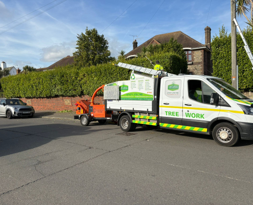 large hedge trimmed back in Littlehampton